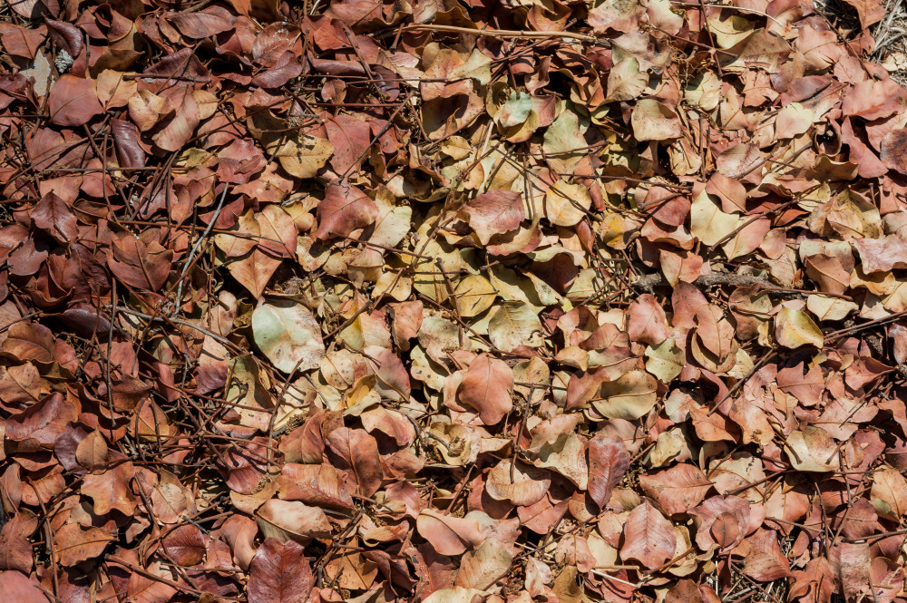Un prato di foglie nel boschetto di Tre Casiedde