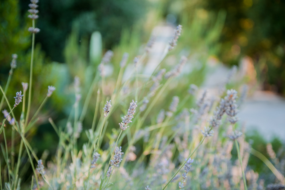 La lavanda inebria l'aria di Tre Casiedde