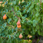 L'albero di pere di Tre Casiedde