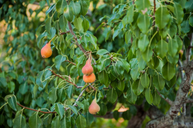 L'albero di pere di Tre Casiedde