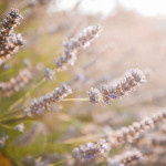 I profumi della lavanda nel boschetto di Tre Casiedde