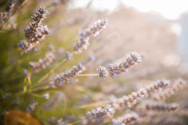 I profumi della lavanda nel boschetto di Tre Casiedde