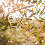 Gli ulivi del boschetto di Tre Casiedde, casa vacanze in Puglia