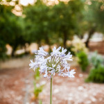 I fiori e la natura nel boschetto di Tre Casiedde