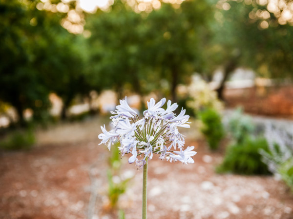 I fiori e la natura nel boschetto di Tre Casiedde