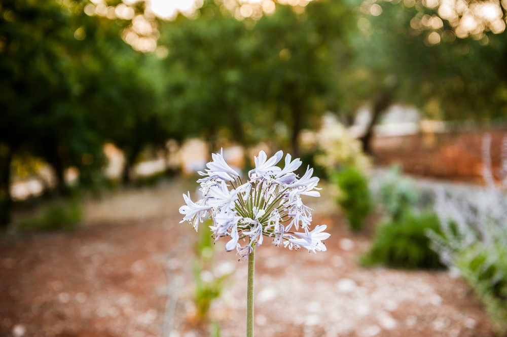 I fiori e la natura nel boschetto di Tre Casiedde