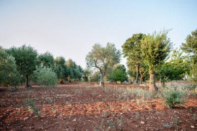 Alberi, terra rossa e aria pulita: il meglio della Puglia da Tre Casiedde