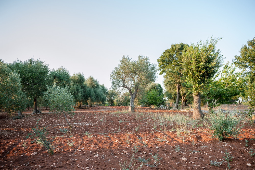 Alberi, terra rossa e aria pulita: il meglio della Puglia da Tre Casiedde