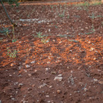 La terra rossa pugliese nel boschetto di Tre Casiedde