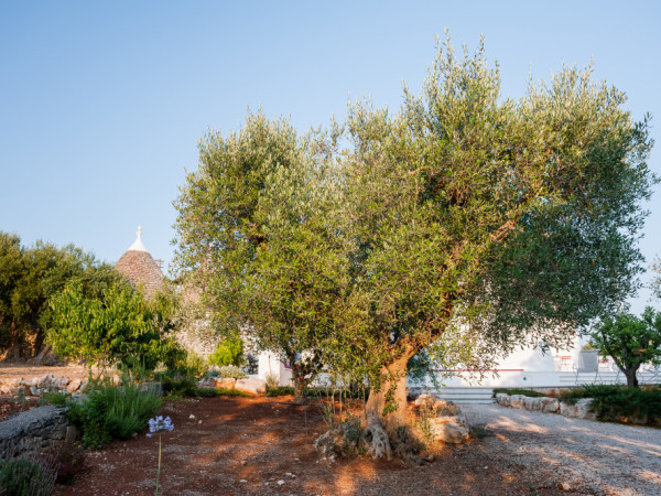 Gli ulivi pugliesi sono presenti nel giardino di Tre Casiedde