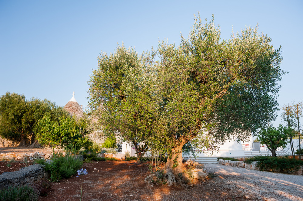 Gli ulivi pugliesi sono presenti nel giardino di Tre Casiedde