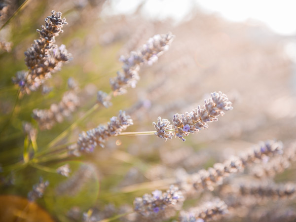 I profumi della lavanda nel boschetto di Tre Casiedde