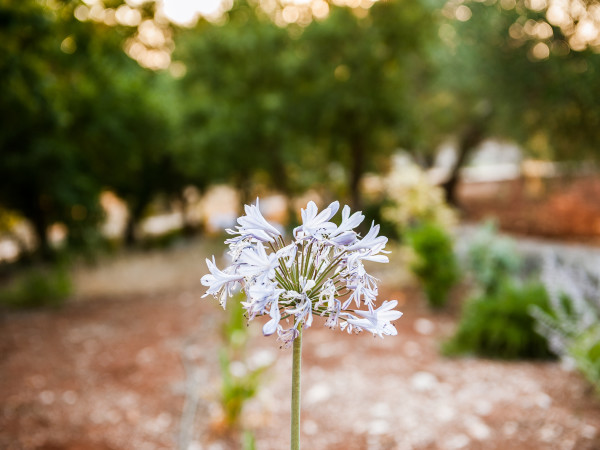 I fiori e la natura nel boschetto di Tre Casiedde