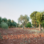 Alberi, terra rossa e aria pulita: il meglio della Puglia da Tre Casiedde